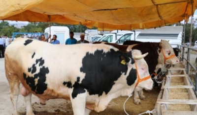 Başakşehir Kurbanlık Satış Yeri Kurban Kesim Yerleri