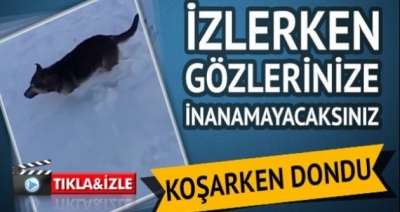 Vahşi Hayvanlar Aşırı Soğuktan Resmen Taş Kesildi